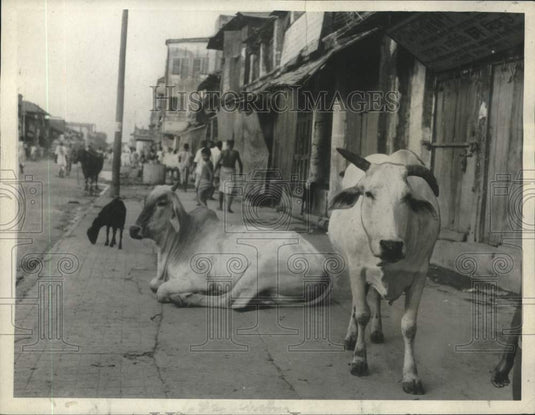 1967 Press Photo Sacred cows roaming around the streets in India - nob41122- Historic Images