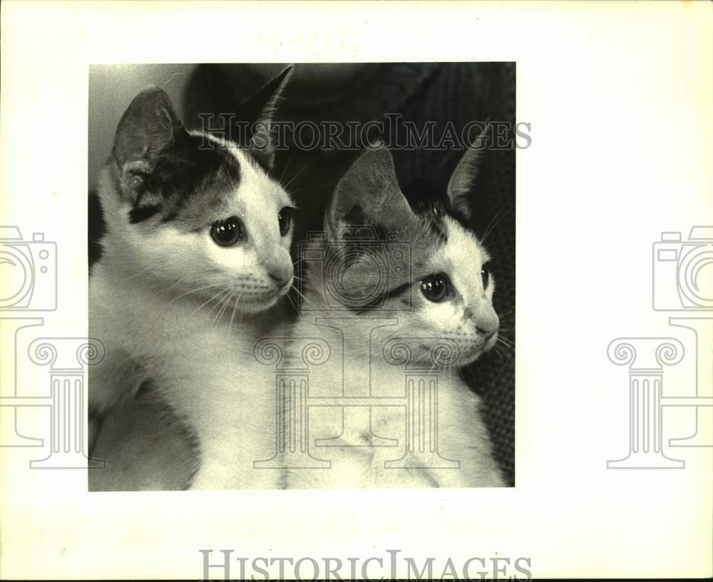 1987 Press Photo Jefferson SPCA featured pets of the week is these two kittens.- Historic Images