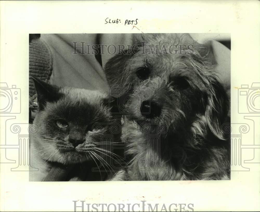 1984 Press Photo Ashley the cat and Daisy the dog are available at Metairie SPCA