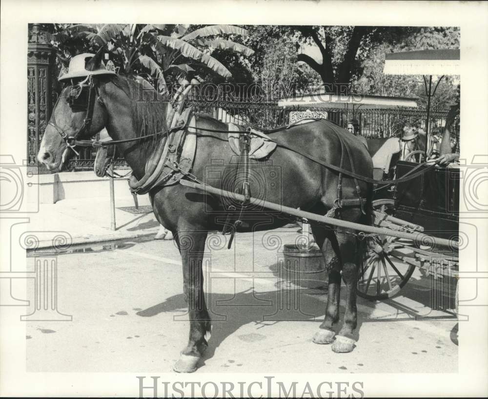 1971 Press Photo New Orleans buggy horse in the French Quarter wears a hat.