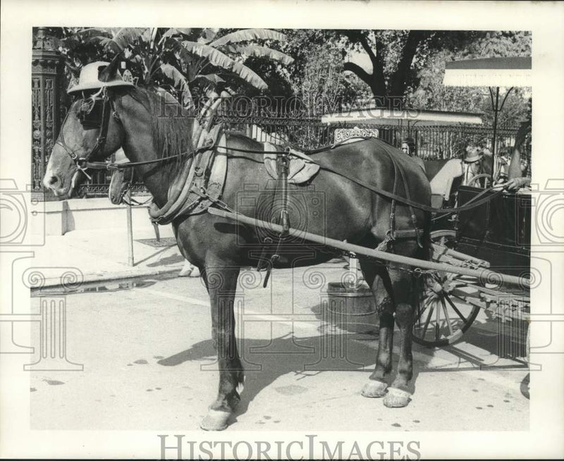 Load image into Gallery viewer, 1971 Press Photo New Orleans buggy horse in the French Quarter wears a hat.
