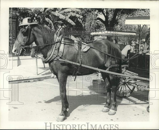 1971 Press Photo New Orleans buggy horse in the French Quarter wears a hat.