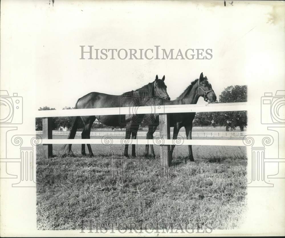 1955 Press Photo Horses Arose and filly in Kentucky paddock - nob45952- Historic Images