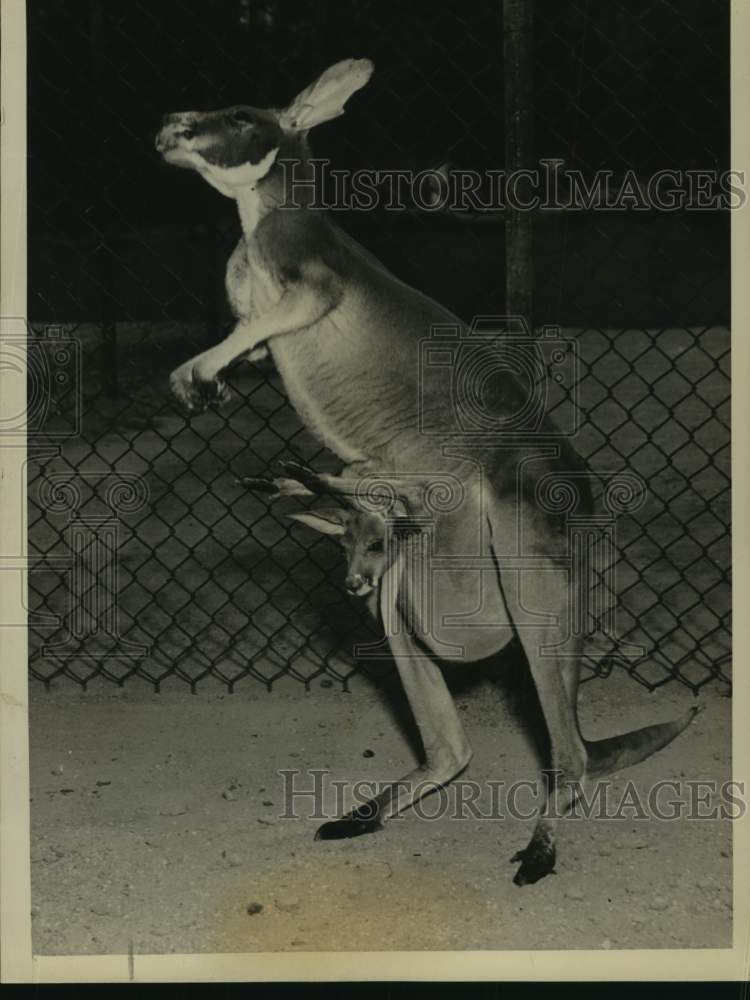 1936 Press Photo Mama Kangaroo Betty carrying baby Harriet around St. Louis Zoo