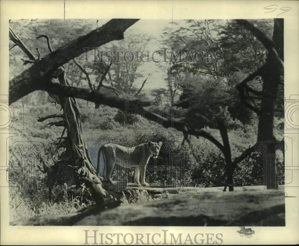 1956 Press Photo Young Lioness In Natural Habitat - nob52858