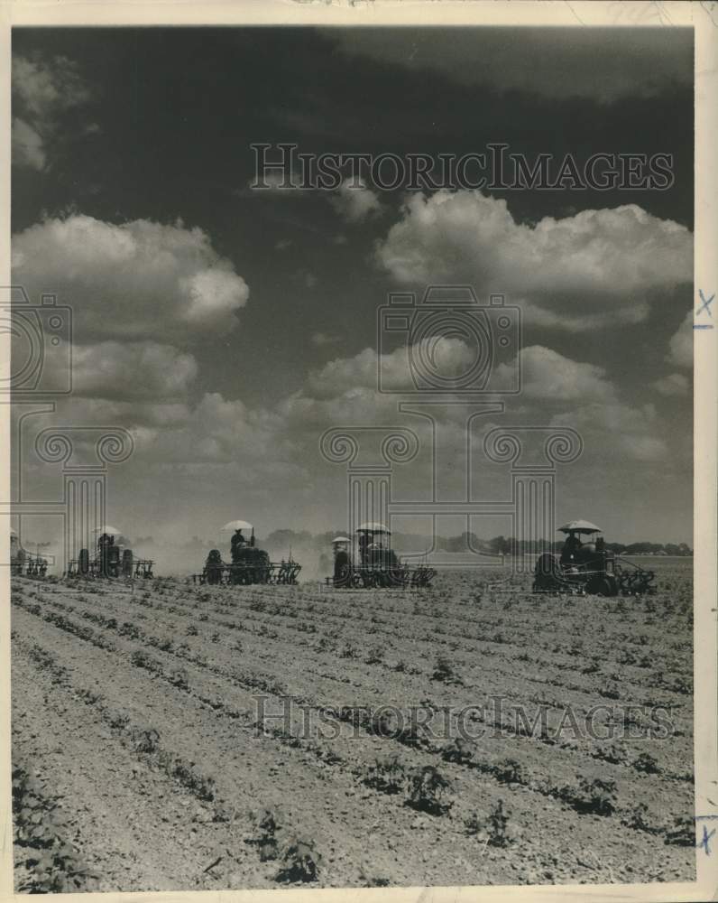 1954 Press Photo Mechanical cultivators in Mississippi Cotton Field - nob53396