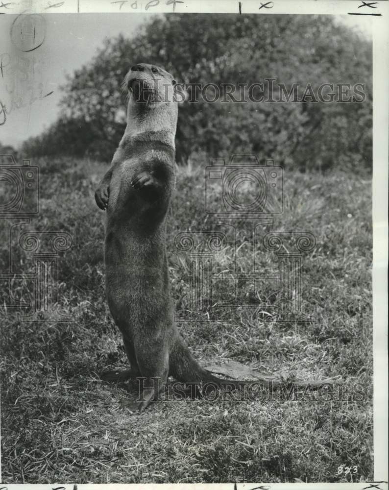1969 Press Photo Expert animal trainer Hubert Wells explains behaviors of otters