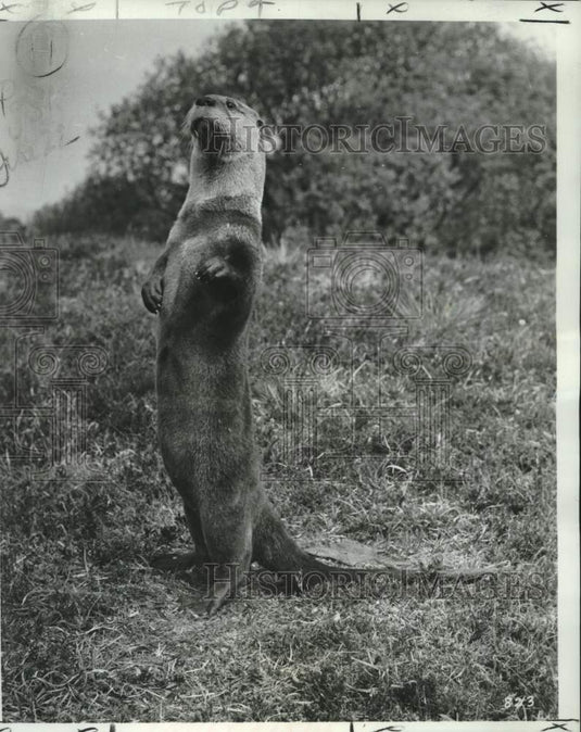 1969 Press Photo Expert animal trainer Hubert Wells explains behaviors of otters