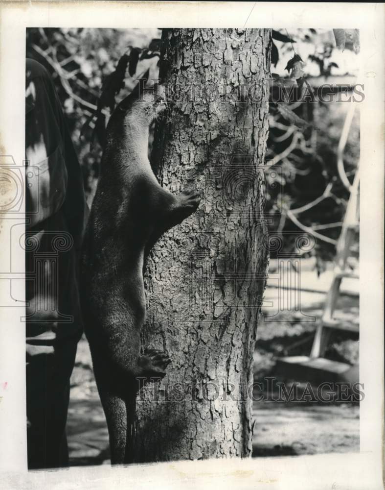 1965 Press Photo Joshua the otter climbs a tree to get food struck by Deutsch