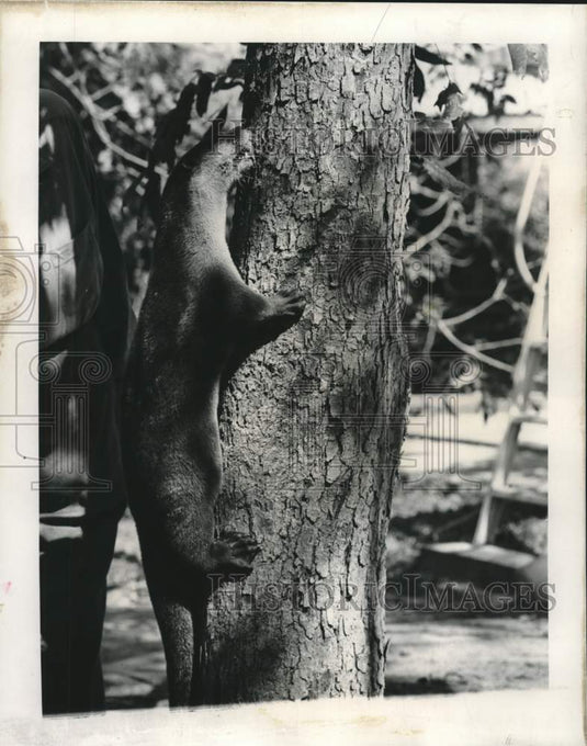 1965 Press Photo Joshua the otter climbs a tree to get food struck by Deutsch