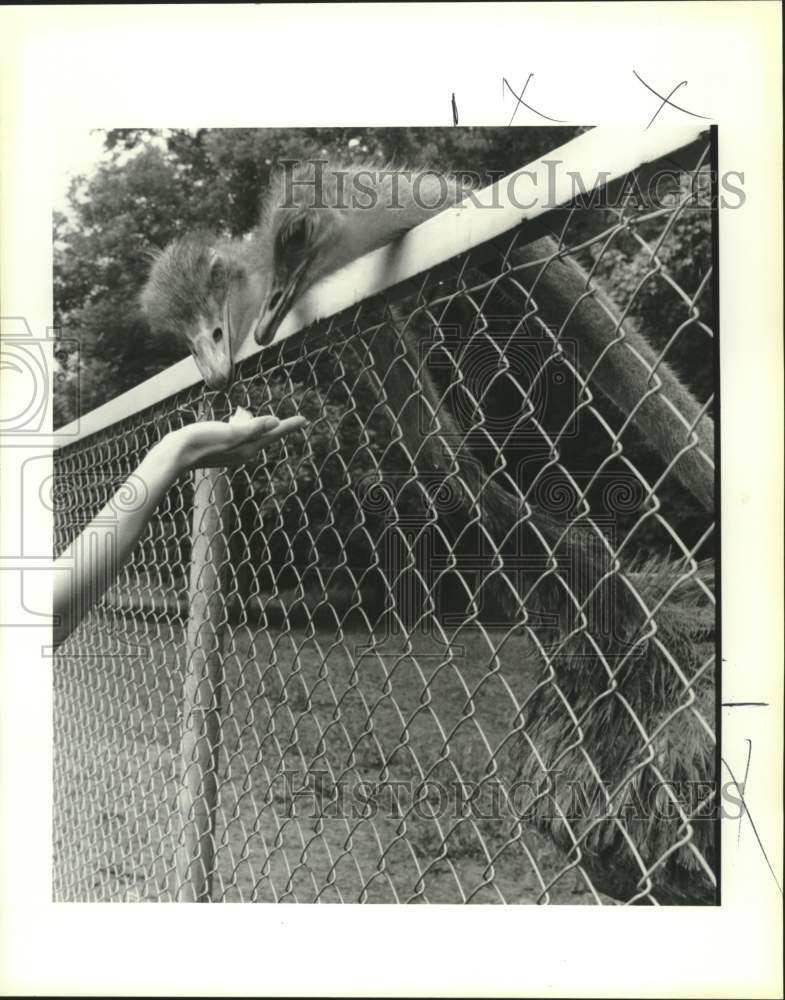 1991 Press Photo Apple treats for ostriches &quot;Shep&quot; and &quot;Shelly&quot; in St. Bernard- Historic Images