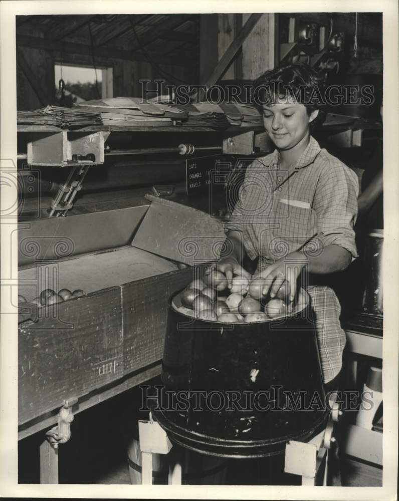 1961 Press Photo A woman handles oranges - nob59473