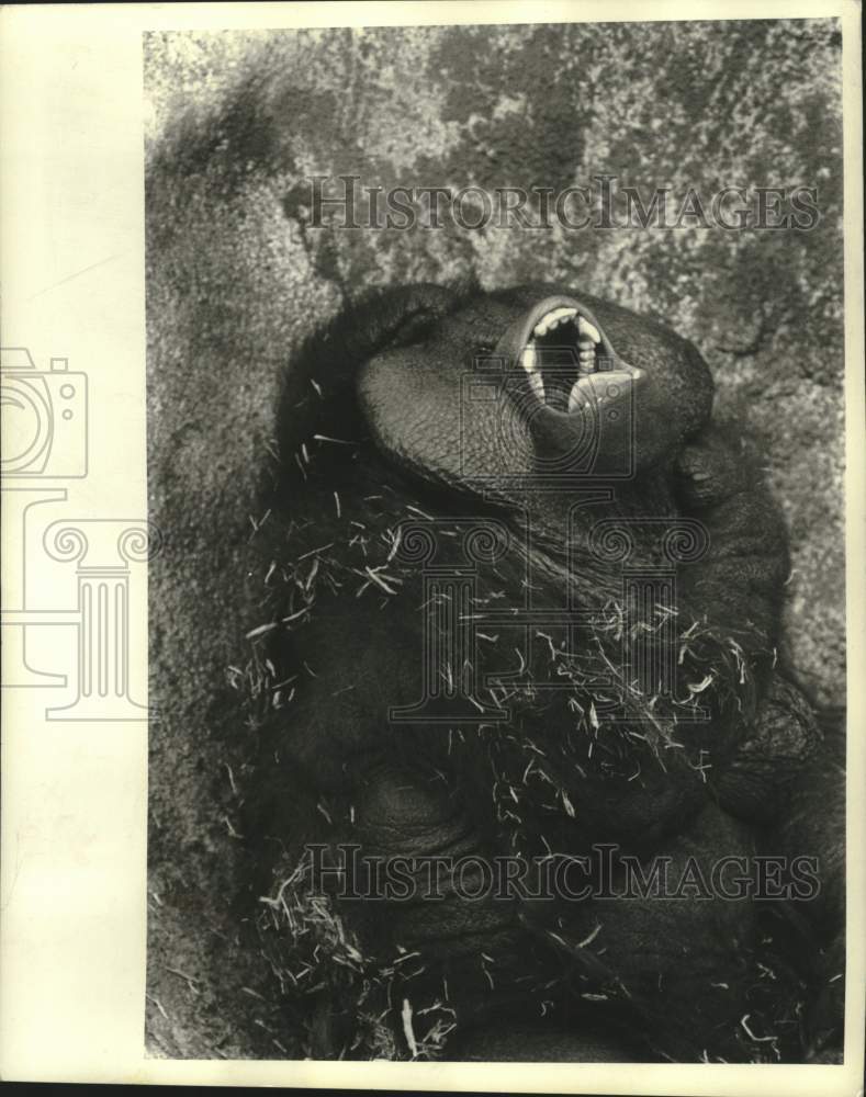 1970 Press Photo Sabang, like most large male apes looks ferocious - nob59477