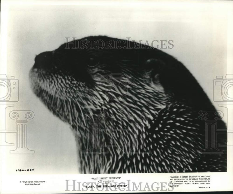 Load image into Gallery viewer, 1961 Press Photo Flash the otter appears in Disney's "Flash, the Teenage Otter"
