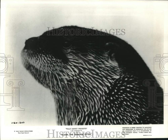 1961 Press Photo Flash the otter appears in Disney's "Flash, the Teenage Otter"