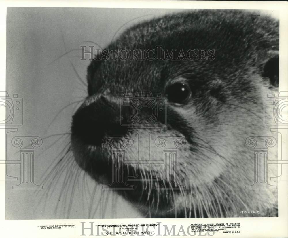 1975 Press Photo An otter featured in NBC-TV&#39;s &quot;One Day at Teton Marsh&quot;