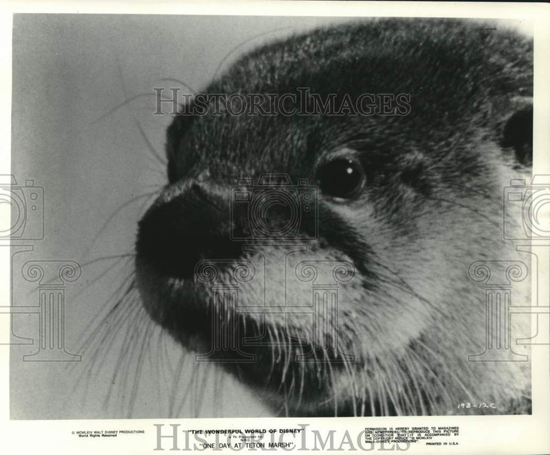 Load image into Gallery viewer, 1975 Press Photo An otter featured in NBC-TV's "One Day at Teton Marsh"
