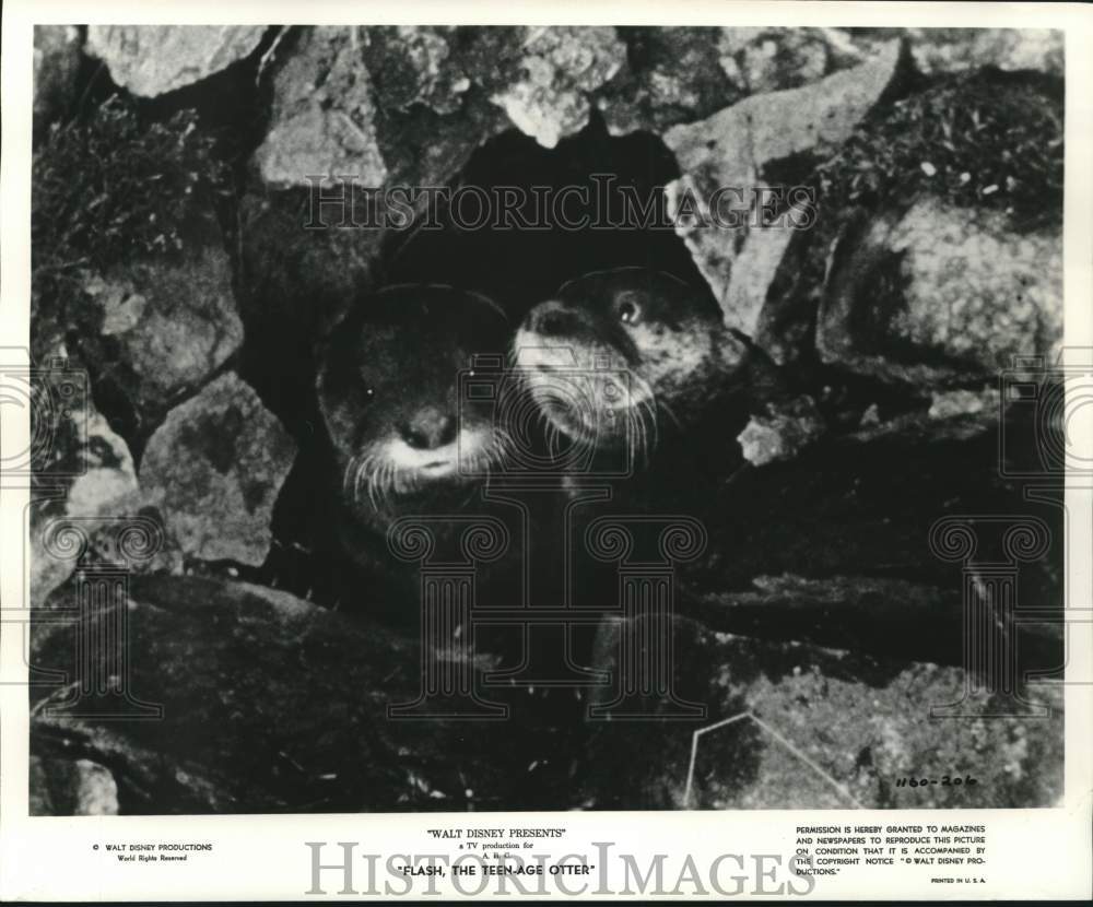 1961 Press Photo Baby otters Flash and Fleta in &quot;Flash, The Teenage Otter&quot;