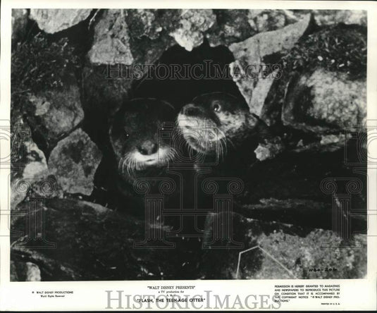 1961 Press Photo Baby otters Flash and Fleta in "Flash, The Teenage Otter"