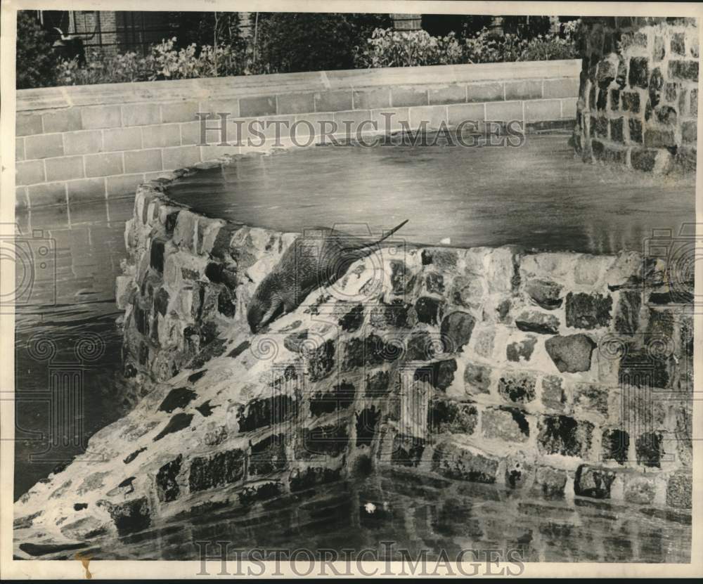 1967 Press Photo Otter walks around the new otter pool at Audubon Park