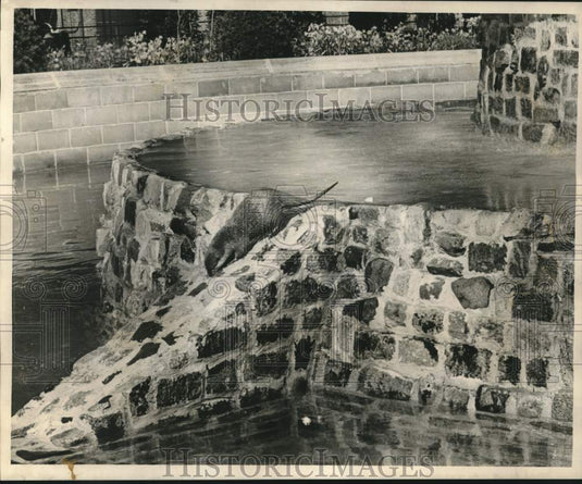 1967 Press Photo Otter walks around the new otter pool at Audubon Park