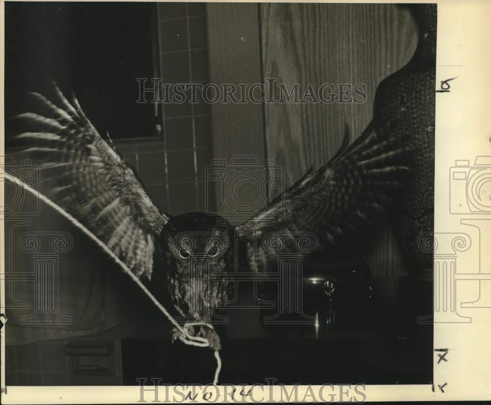 1957 Press Photo Who-Who the owl likes to pull string from Dewey Reagan's hand