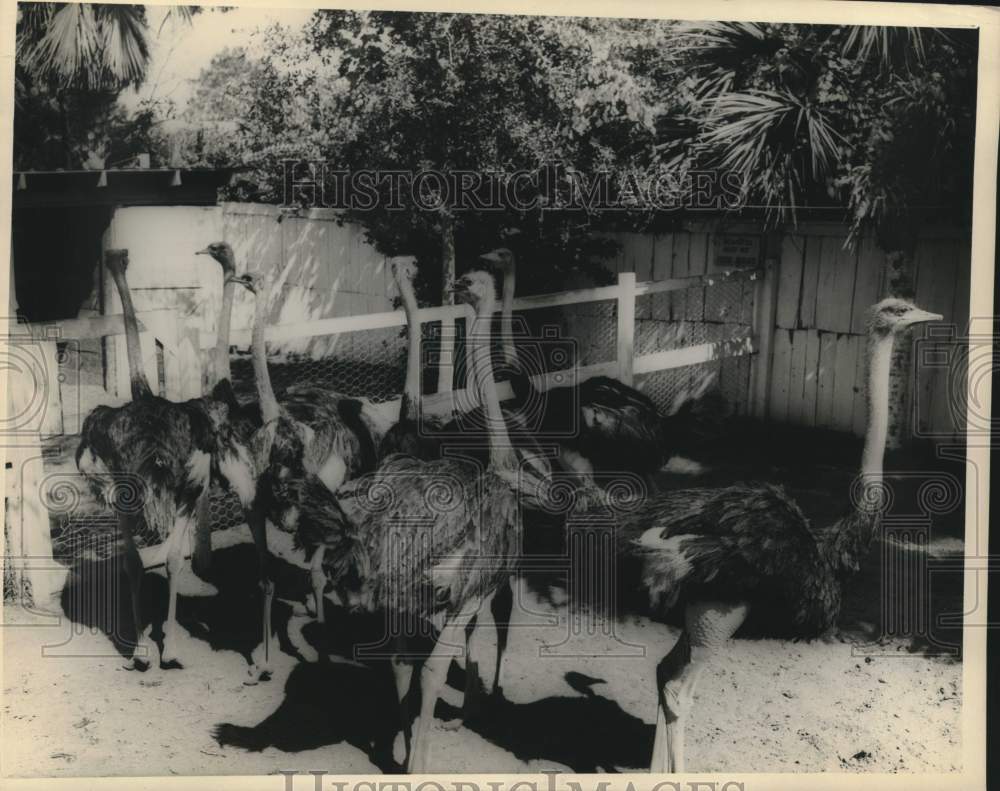 1950 Press Photo Ostriches - nob60061