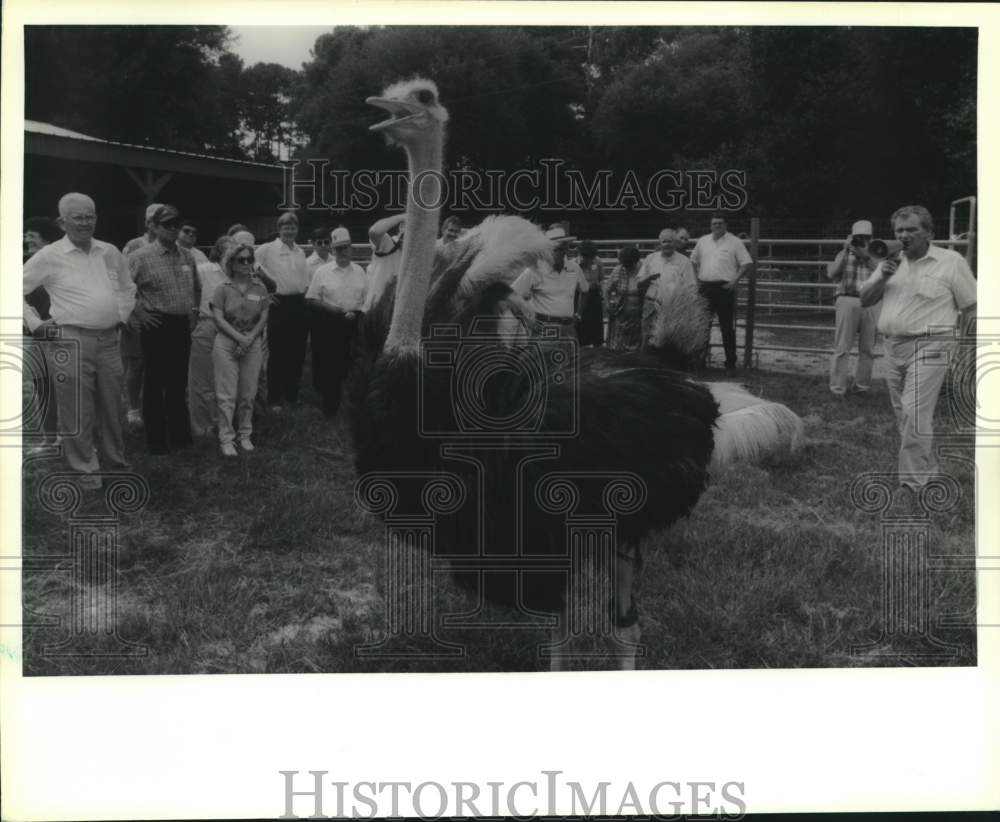 1990 Press Photo Agents visited the Pacesetter Ostrich Farm near Folsom- Historic Images