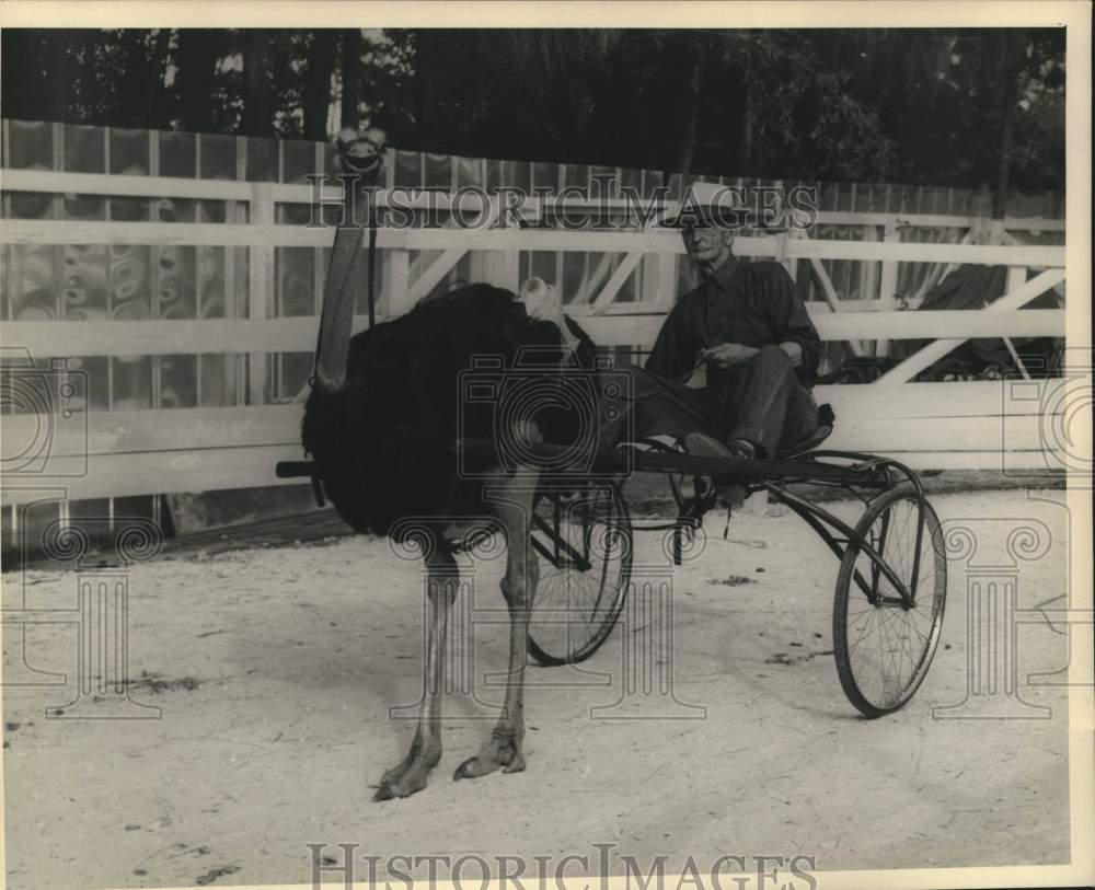 1950 Press Photo An ostrich pulls a wagon carrying a man - nob60063