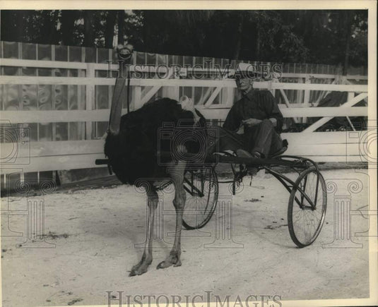 1950 Press Photo An ostrich pulls a wagon carrying a man - nob60063