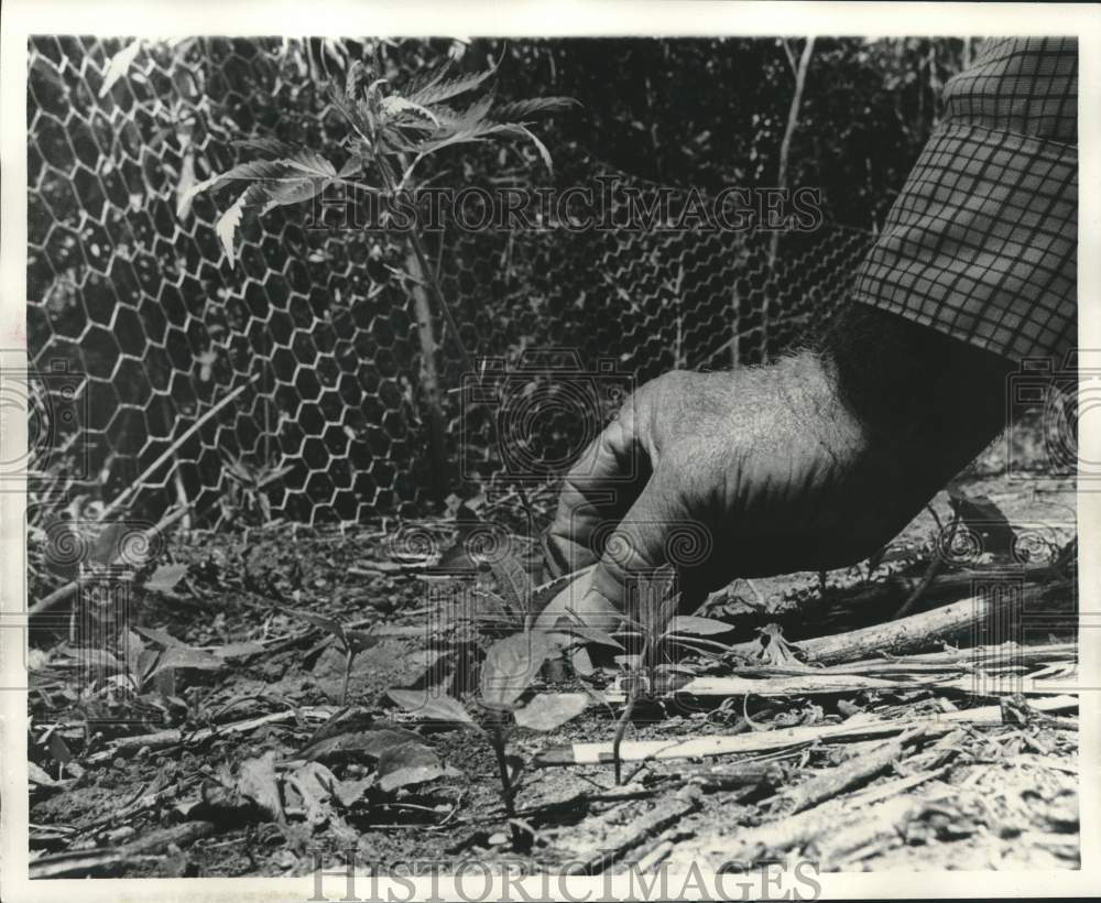 1974 Press Photo Plants found growing among ragweed and snake grass- Historic Images