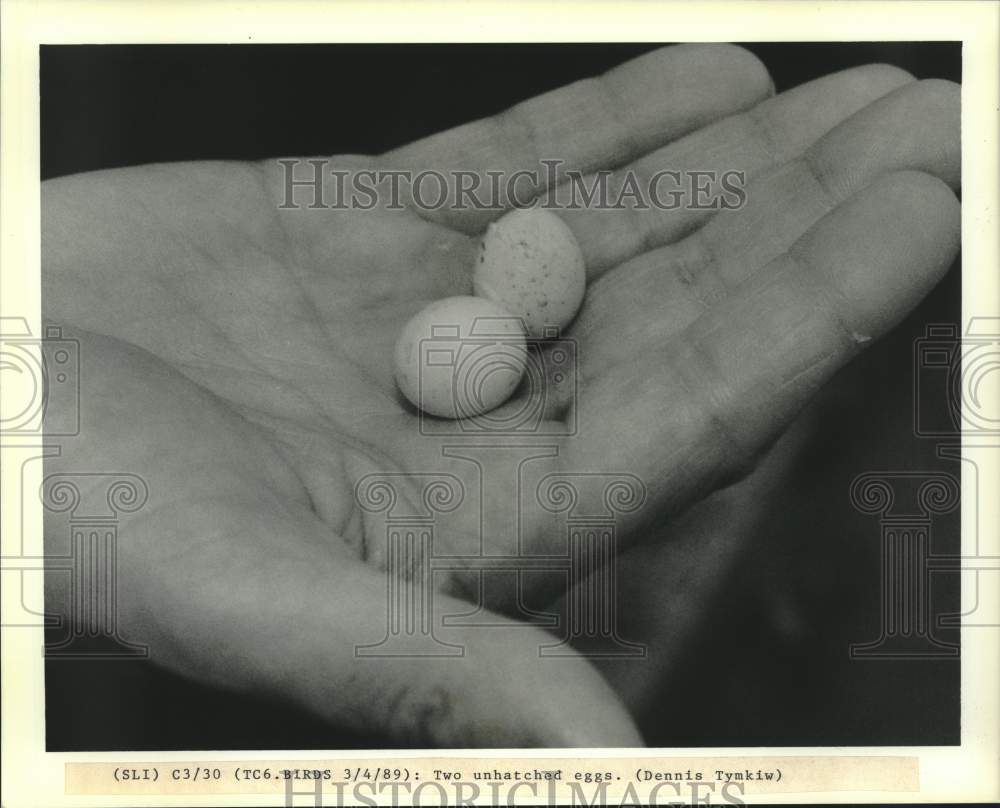 1989 Press Photo Two unhatched bird eggs. - nob68963