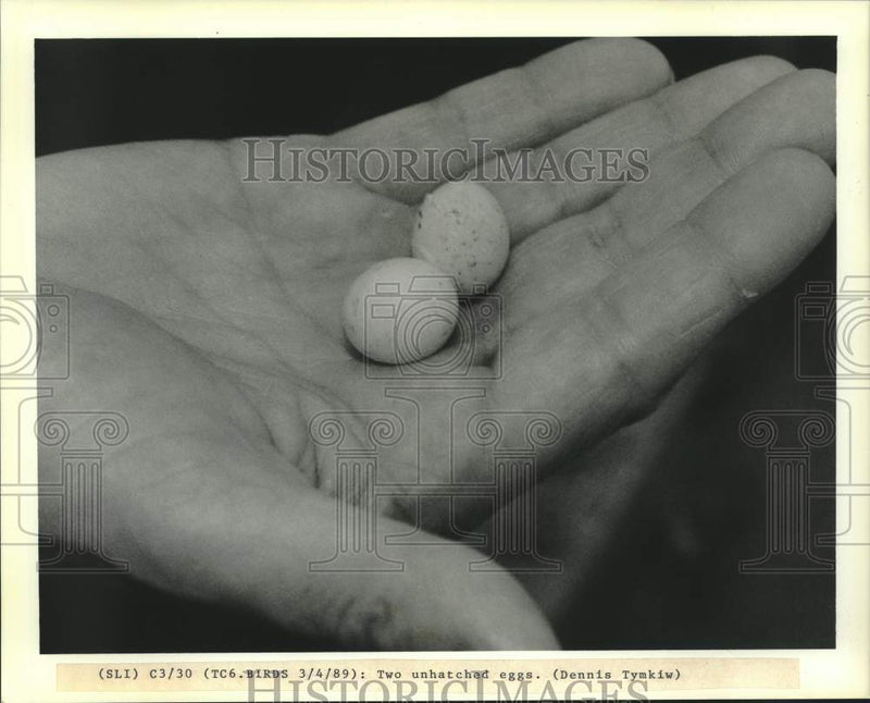 Load image into Gallery viewer, 1989 Press Photo Two unhatched bird eggs. - nob68963
