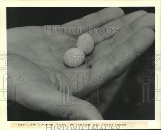 1989 Press Photo Two unhatched bird eggs. - nob68963