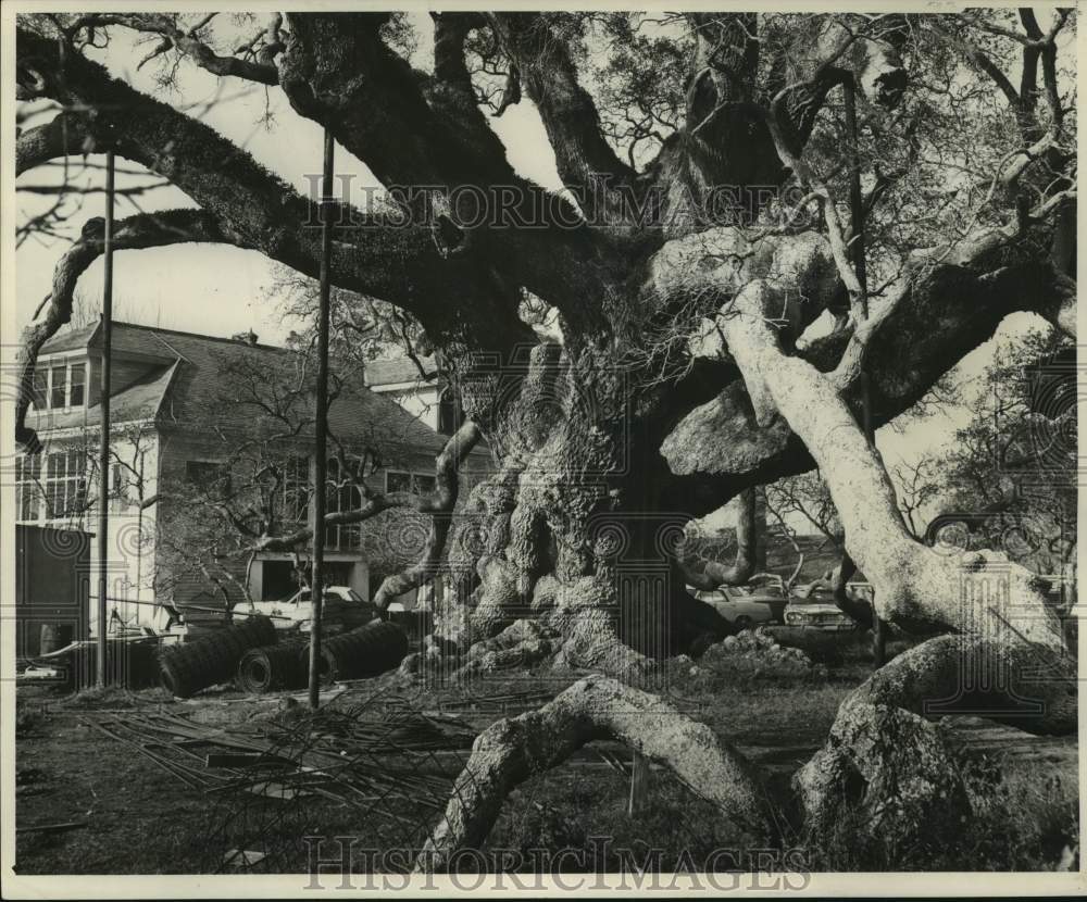 1965 Press Photo Ancient Oak Tree With Furrowed Trunk And Gnarled Limbs- Historic Images