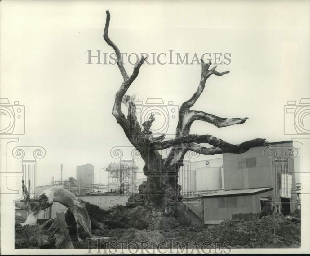 1968 Press Photo Oak Tree, Taft Louisiana - nob69915