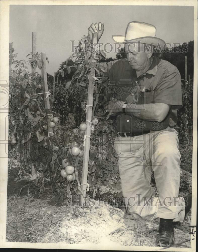 1967 Press Photo Plaquemines Parish agent Murphy M'Eachern checks tomatoes