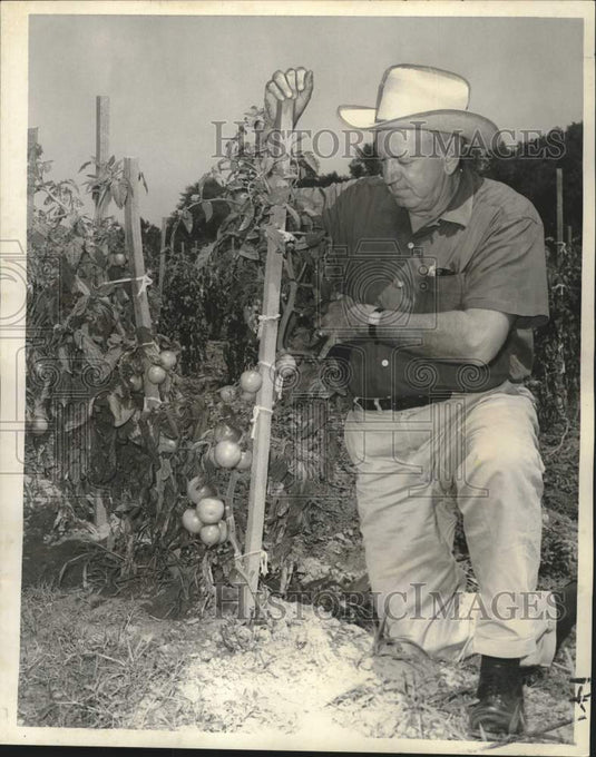 1967 Press Photo Plaquemines Parish agent Murphy M'Eachern checks tomatoes