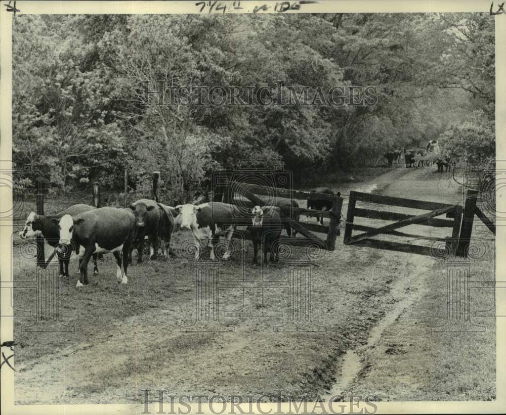 1973 Press Photo Cows move through the Atchafalaya Basin area, Morganza Spillway