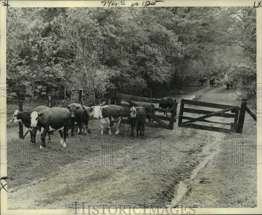 1973 Press Photo Cows move through the Atchafalaya Basin area, Morganza Spillway