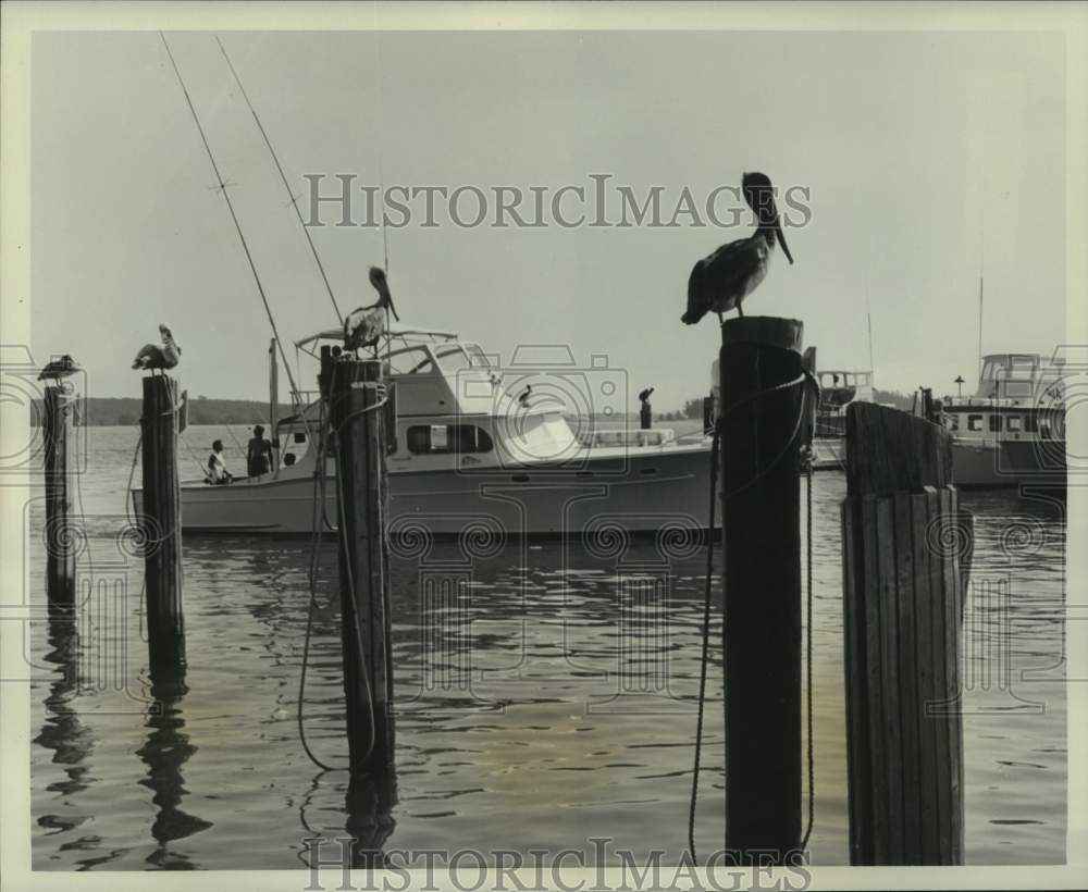 1967 Press Photo Pelicans perch on pilings at Miami Beach port in Florida- Historic Images