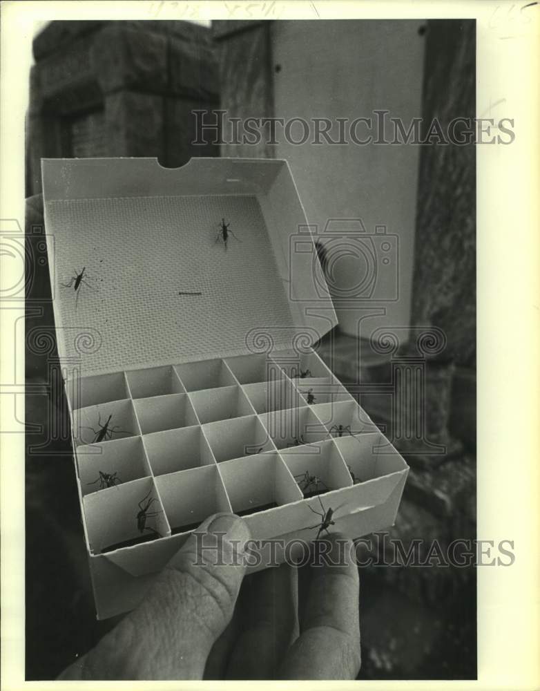 1978 Press Photo Giant non-biting mosquitos released in an Algiers cemetery- Historic Images