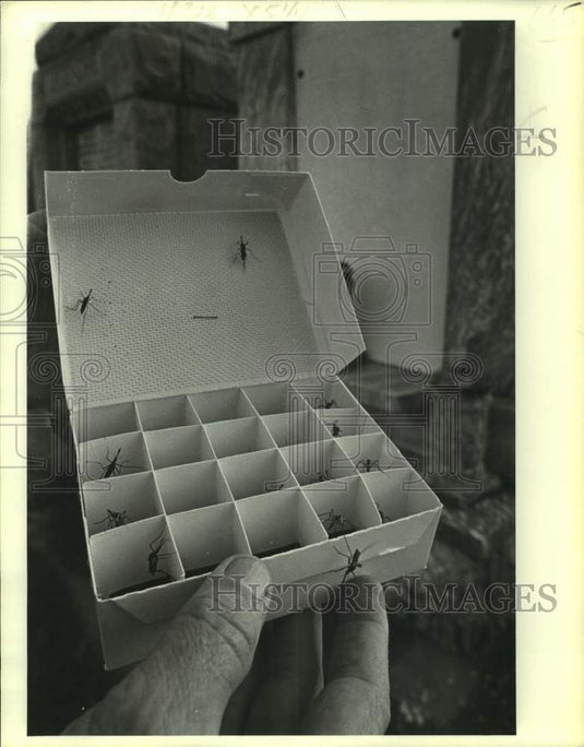 1978 Press Photo Giant non-biting mosquitos released in an Algiers cemetery- Historic Images