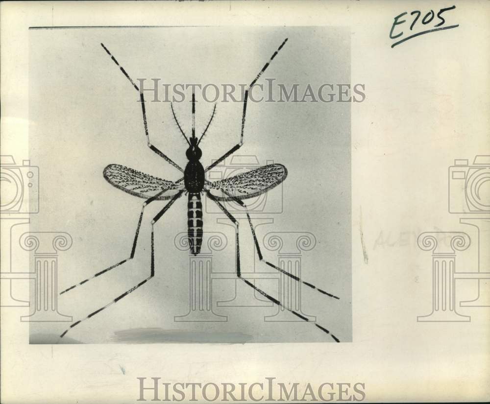 1966 Press Photo Salt Marsh Mosquito displayed during Mosquito Control