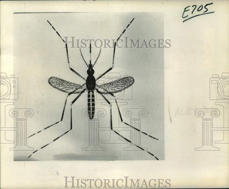 Load image into Gallery viewer, 1966 Press Photo Salt Marsh Mosquito displayed during Mosquito Control
