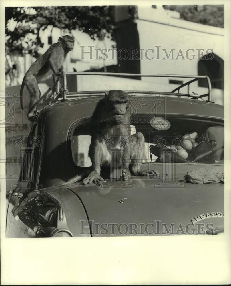 1969 Press Photo City monkey sits on a car while nibbling on peanuts- Historic Images