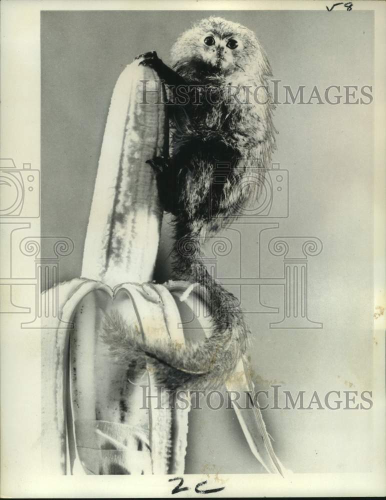 Load image into Gallery viewer, 1968 Press Photo Lolita, a fullgrown marmoset perches on a banana - nob90896
