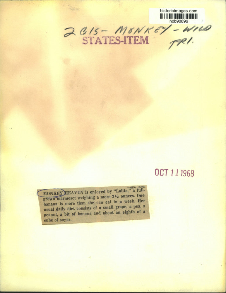 1968 Press Photo Lolita, a fullgrown marmoset perches on a banana - nob90896