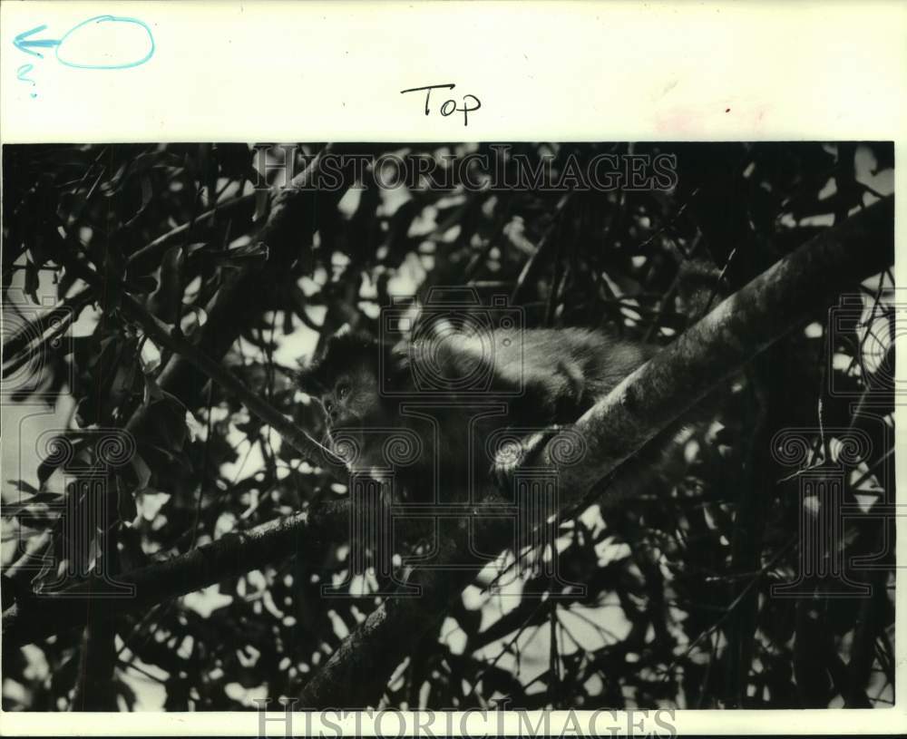 1985 Press Photo Emile, an organ grinding capuchin sits in an oak tree- Historic Images