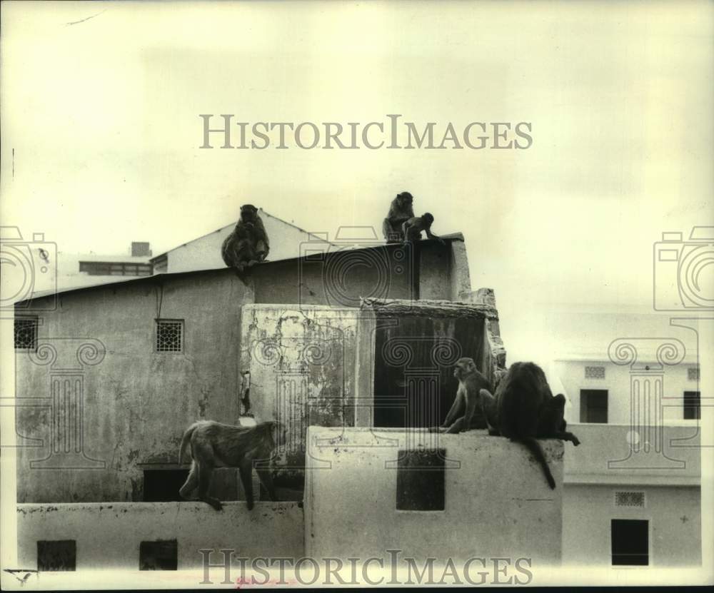 1969 Press Photo Monkeys of Jaipur, a city in the Indian state of Rajasthan- Historic Images